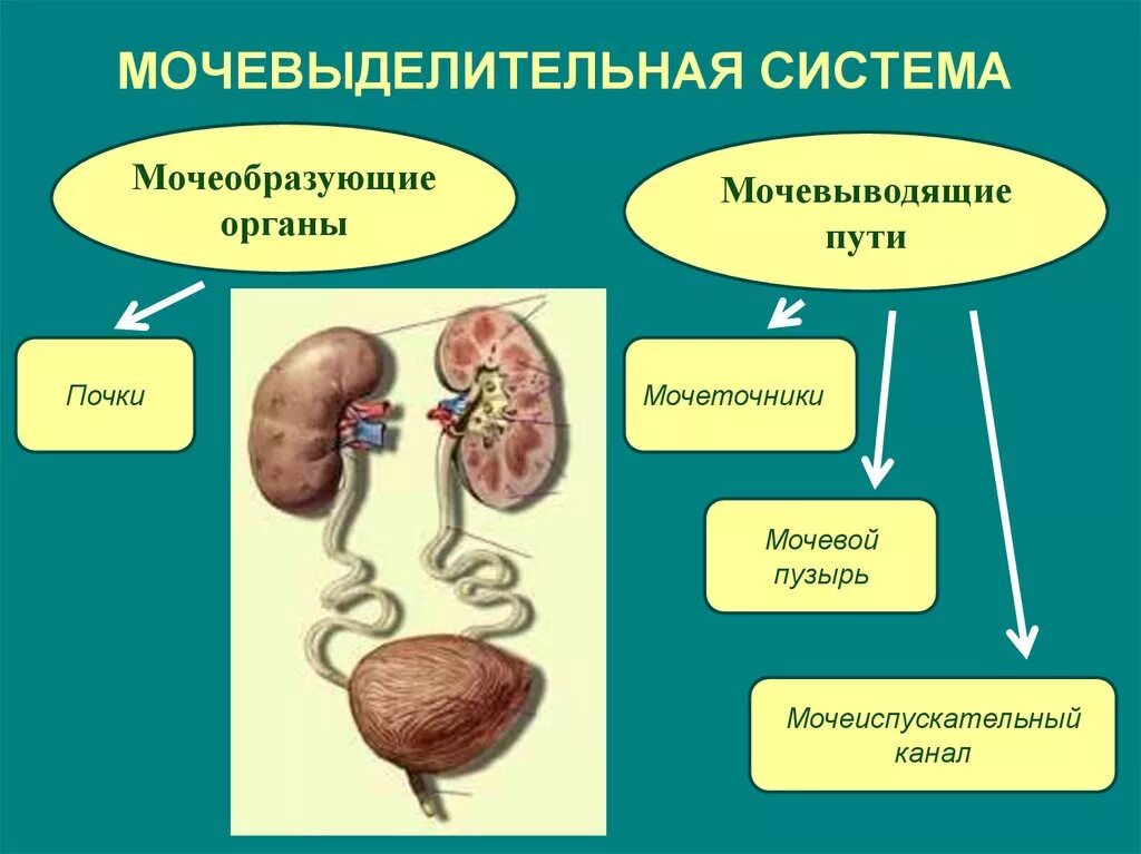 Развитие мочевыделительной системы. Заболевания мочевыделительной системы. заболевания органов мочевыделения. схема заболевания мочевыделительной системы. болезни органов мочевыделительной системы.