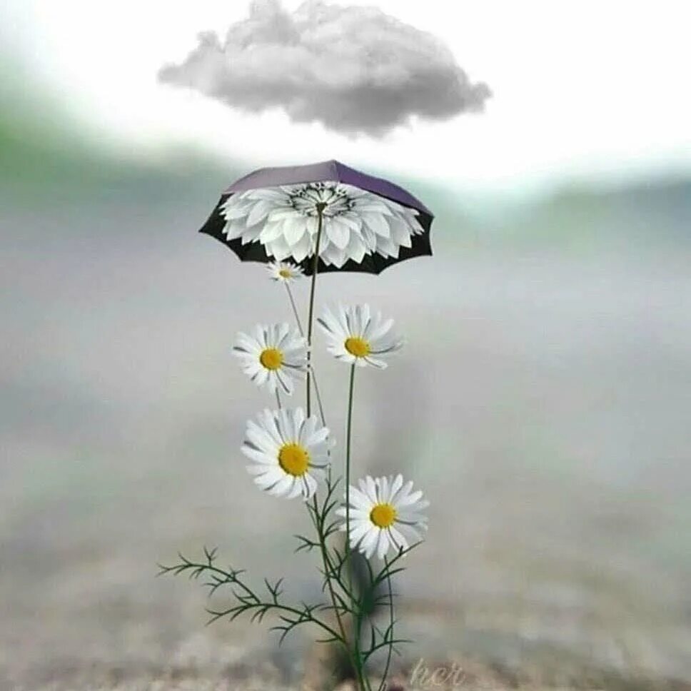 Одинокий цветок. Красивый одинокий цветок. Цветы под зонтиком. Цветы на ветру. Солнце в любую погоду
