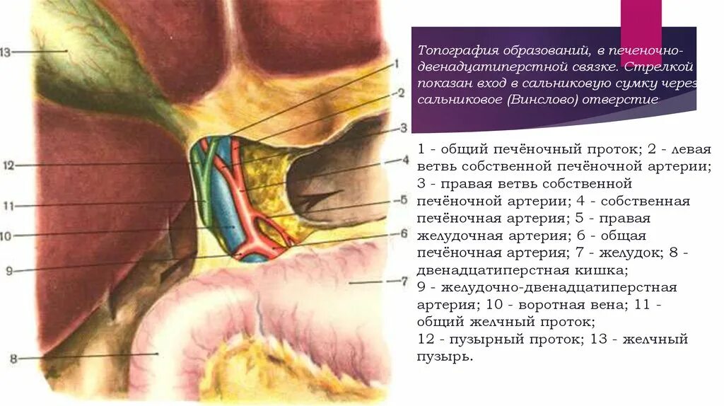 Винслово отверстие. Винслово отверстие топография. Треугольник Кало топографическая анатомия. Печеночно двенадцатиперстная связка топографическая анатомия. Сальниковое винслово отверстие.