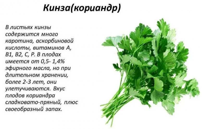 Чем полезны листья салата для человека. Петрушка кориандр кинза. кинза полезные свойства для организма человека. кинза трава полезные. чем полезна кинза.