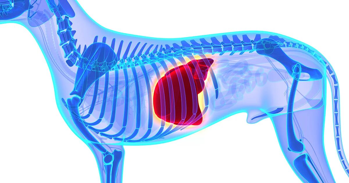 Увеличенная печень у собаки. Строение печени собаки. Анатомия сосудов печени собаки. Новообразования печени животных.