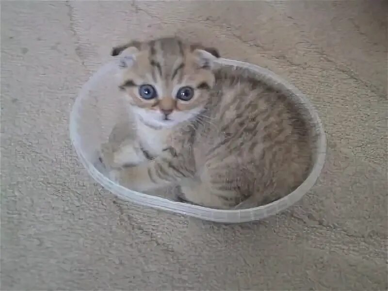 Кот шатается при ходьбе. Почему котенка шатает в разные стороны.