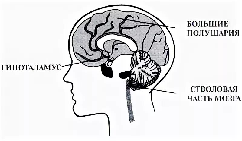 Гипоталамус центр голода и насыщения. Пищевой центр головного мозга. Центр насыщения в головном мозге. Центр голода в гипоталамусе. Центр голода расположен