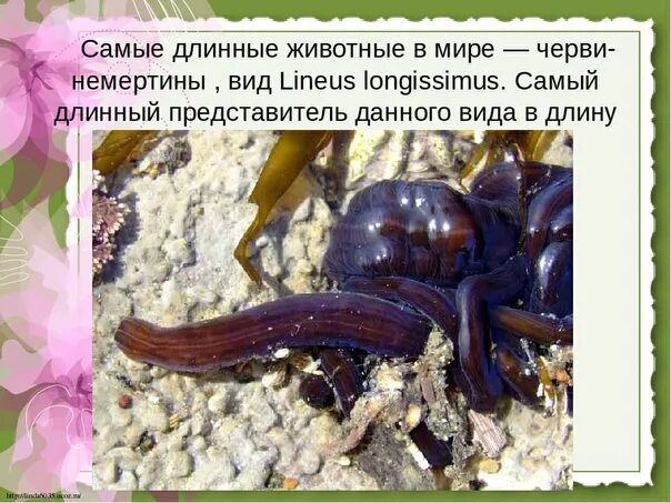 Самое длинное животное. Техасский лонгхорн рекорд гинеса. Самое длинное животное. Линеус лонгиссимус червь. Лонгхорн бык рекордсмен.