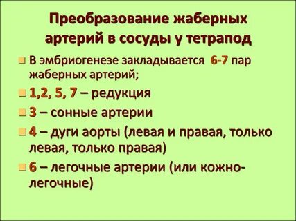 Жаберная артериальная дуга