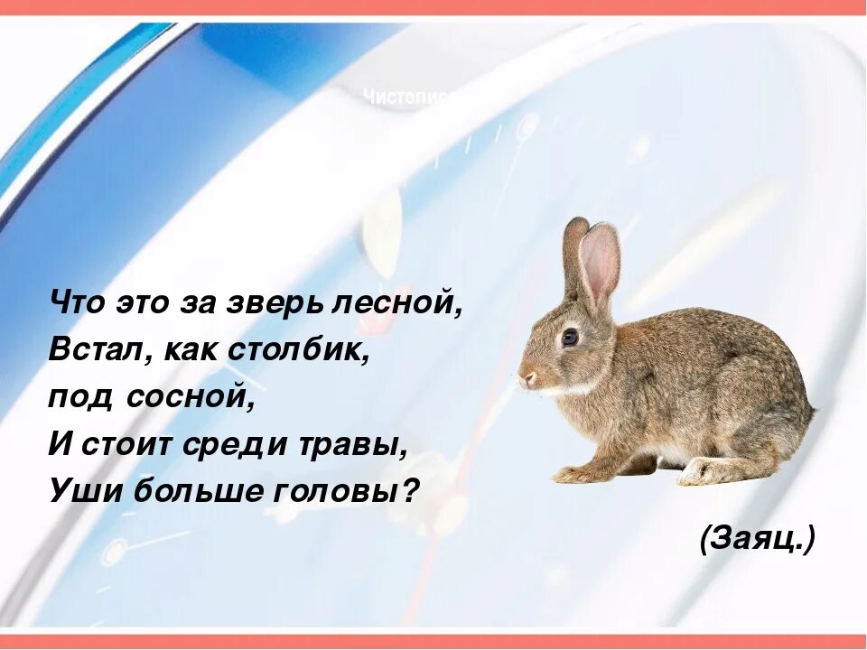 Слово заяц. Происхождение слова заяц. Предложение со словом заяц. Предложение про зайца. Предложения на слово зайцев