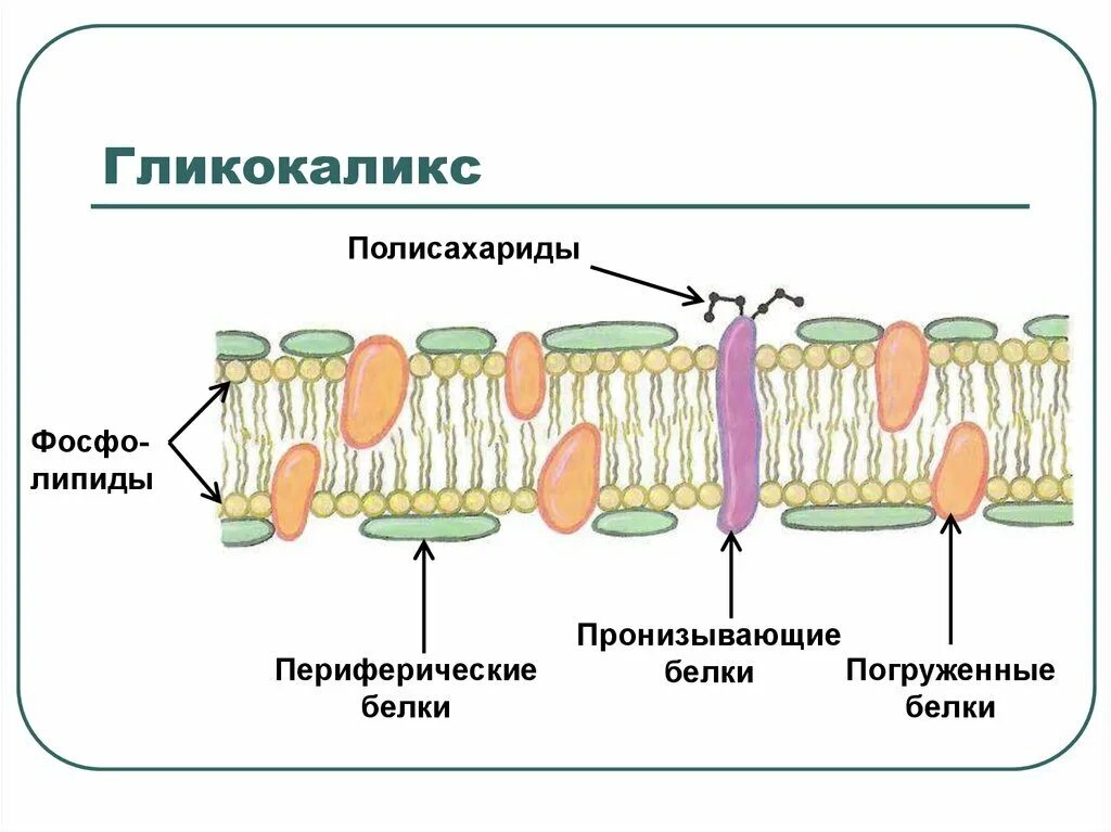 Клеточная стенка гликокаликс. Биологической мембраны гликокаликс. клеточная мембрана гликокаликс. схема плазматической мембраны клетки. плазматическая мембрана гликокаликс.