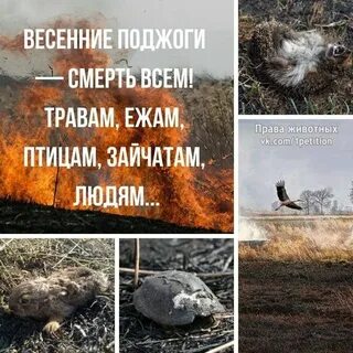 Почему нельзя поджигать сухую траву
