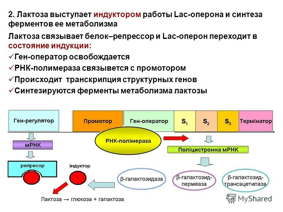 Ферментативный синтез