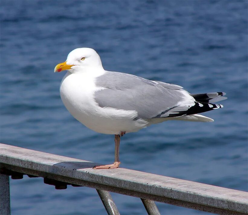 Альбатрос, Баклан, серебристая Чайка. Larus argentatus. Сколько живут чайки