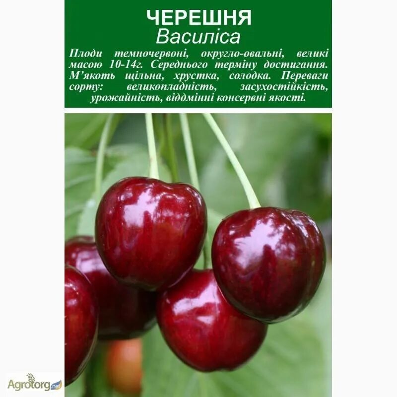Характеристика сортов черешни. Черешня крупноплодная василиса. сорт черешни василиса опылители. сорт черешни дайбера.