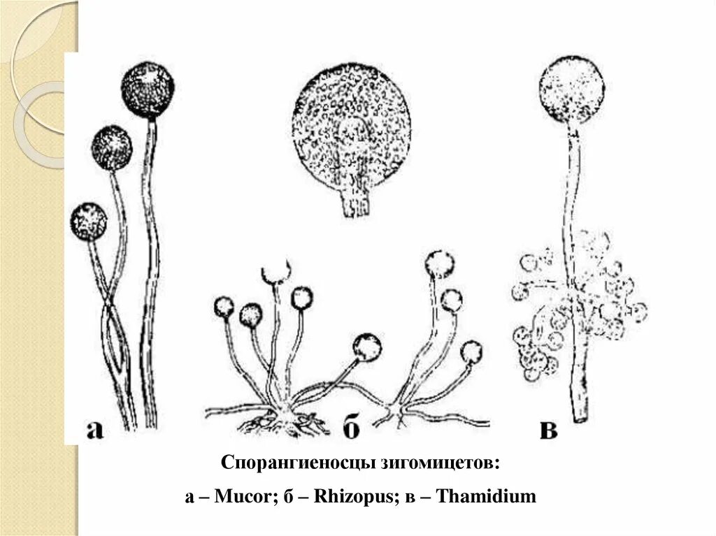 Мукор животное. Строение мицелия зигомицетов. Строение гриба рода Mucor. Мукор ризопус. Ризопус гриб строение.