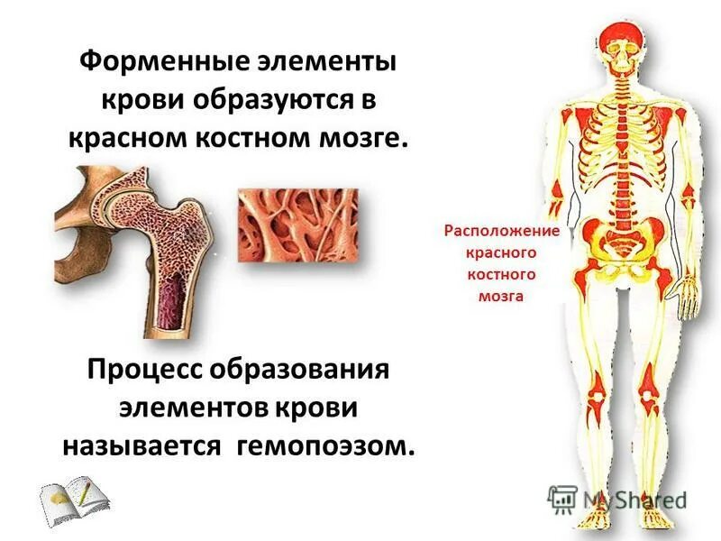 Внутренняя среда организма плазма крови. Схема дифференцировки лейкоцитов. Красный костный мозг образующиеся форменные элементы. Функции красного и желтого костного мозга таблица. Форменные элементы образуются в костном мозге.