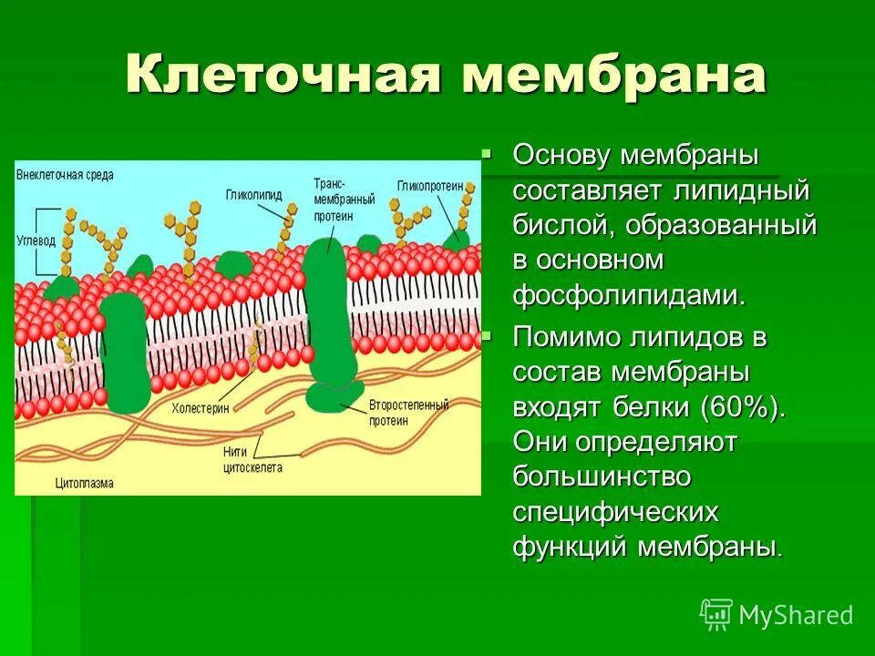 плазматическая мембрана структура и функции. плазматическая мембрана клетки строение и функции. липиды в плазматической мембране. клеточная мембрана плазмалемма. липидный слой в плазматической мембране функции.