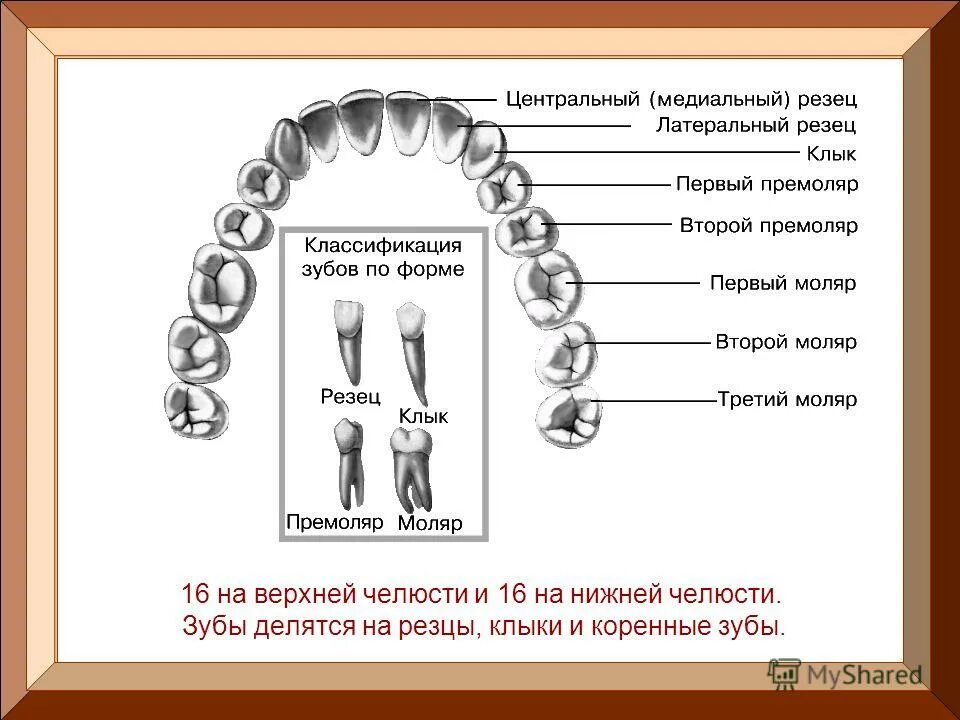 как понять коренная