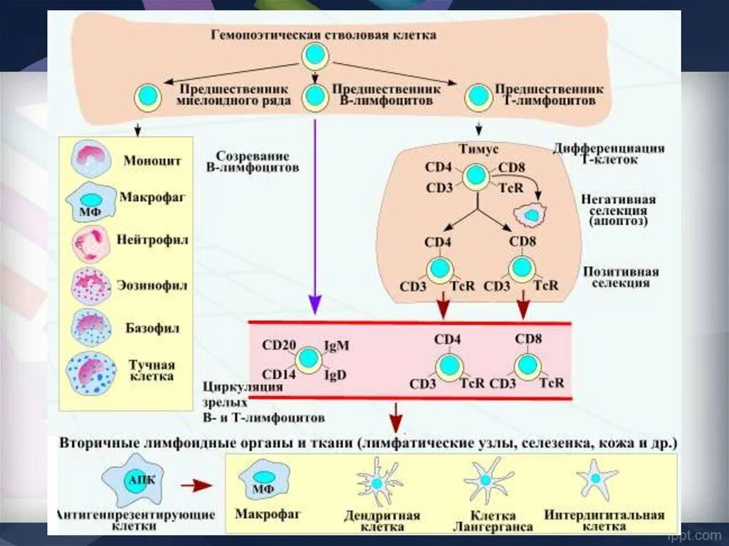 Созревание иммунных клеток