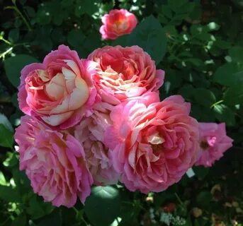 Chateau rose