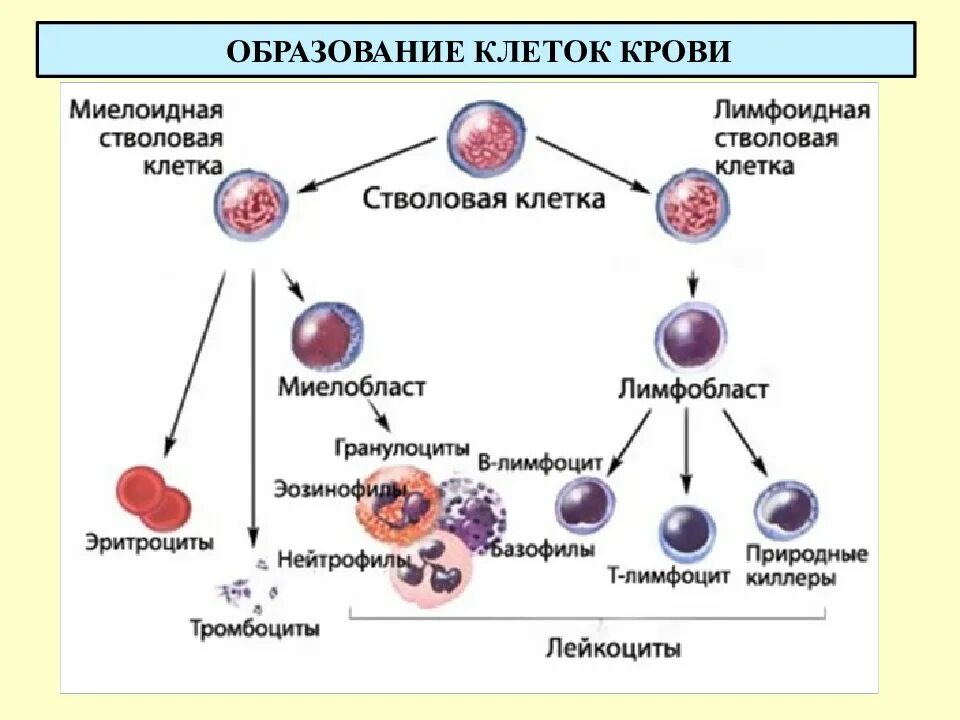 Схема кроветворения стволовая клетка. Хронический миелоидный лейкоз патогенез. Схема кроветворения эритроцитов. Хронический миелоидный лейкоз этиология. Стволовая клетка крови