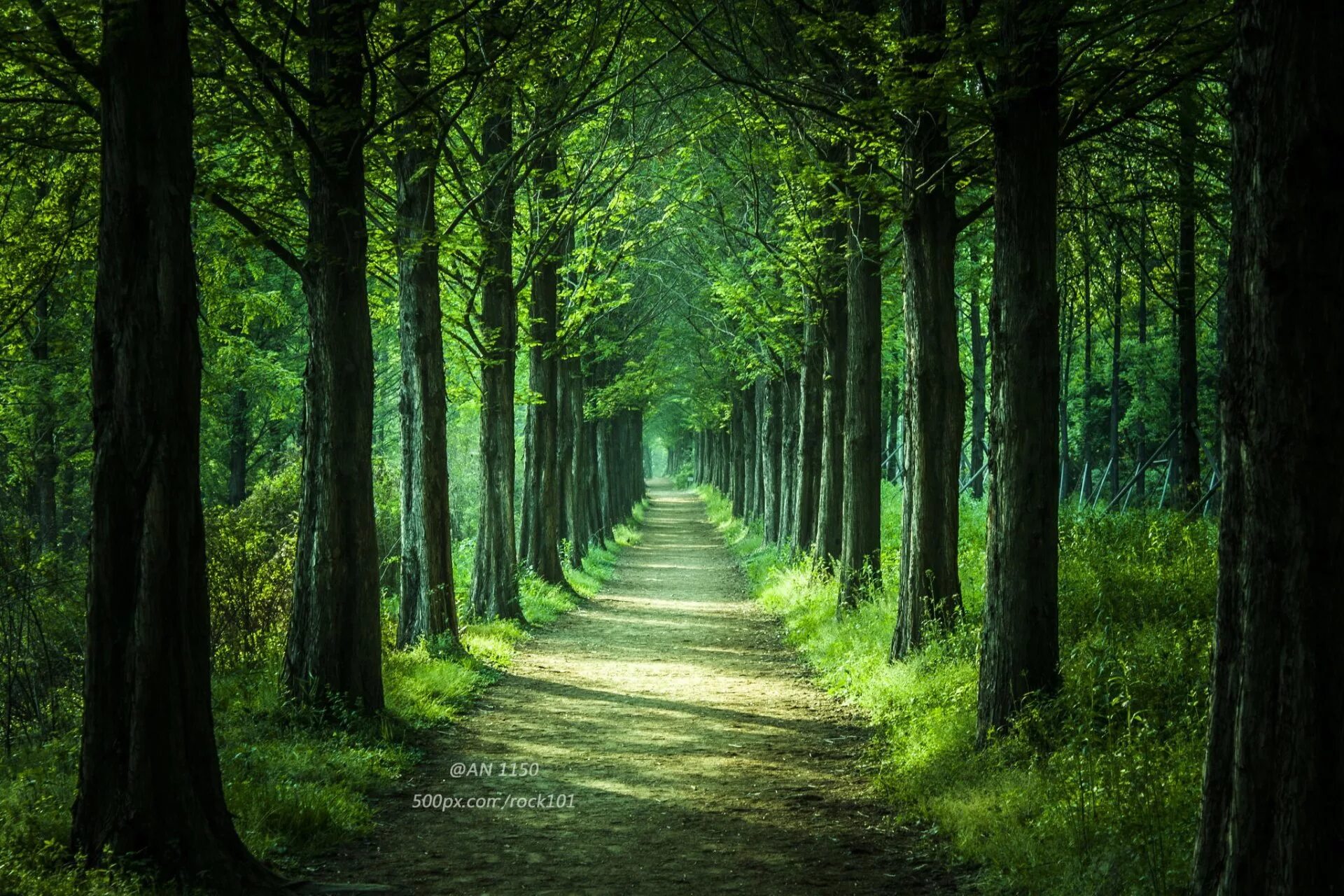 Зеленый лес жизнь. Сказочный лес. Лесная тропинка аллея. Красивый лес. Зеленый лес.