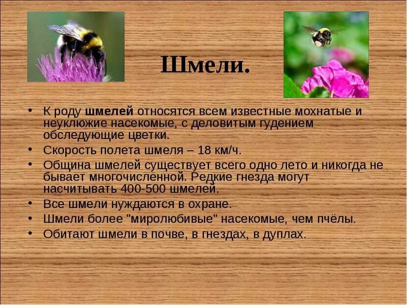 Информация о шмелях окружающий мир. Информация о пчёлах и осах. информация о шмелях. интересные сведения о пчелах. интересно о пчелах осах и шмелях.