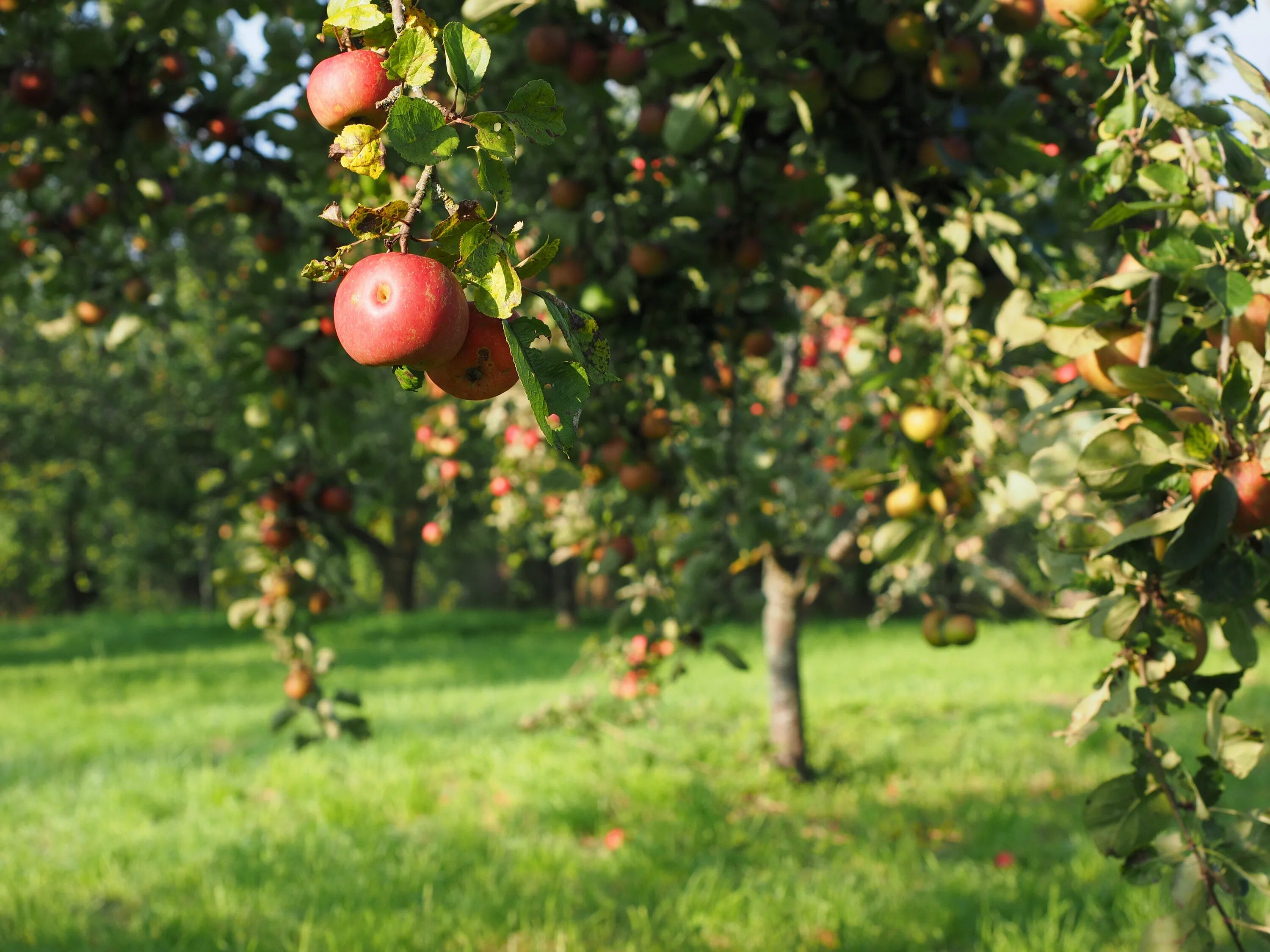 Apple tree garden