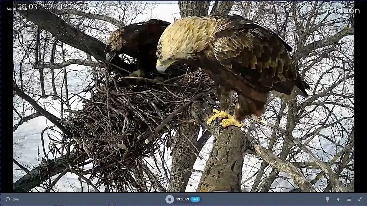 Солнечный орел могильник. Солнечный орел ульяновск. Солнечный орел ульяновская область. Орлы в ульяновске. Орлы в ульяновске.