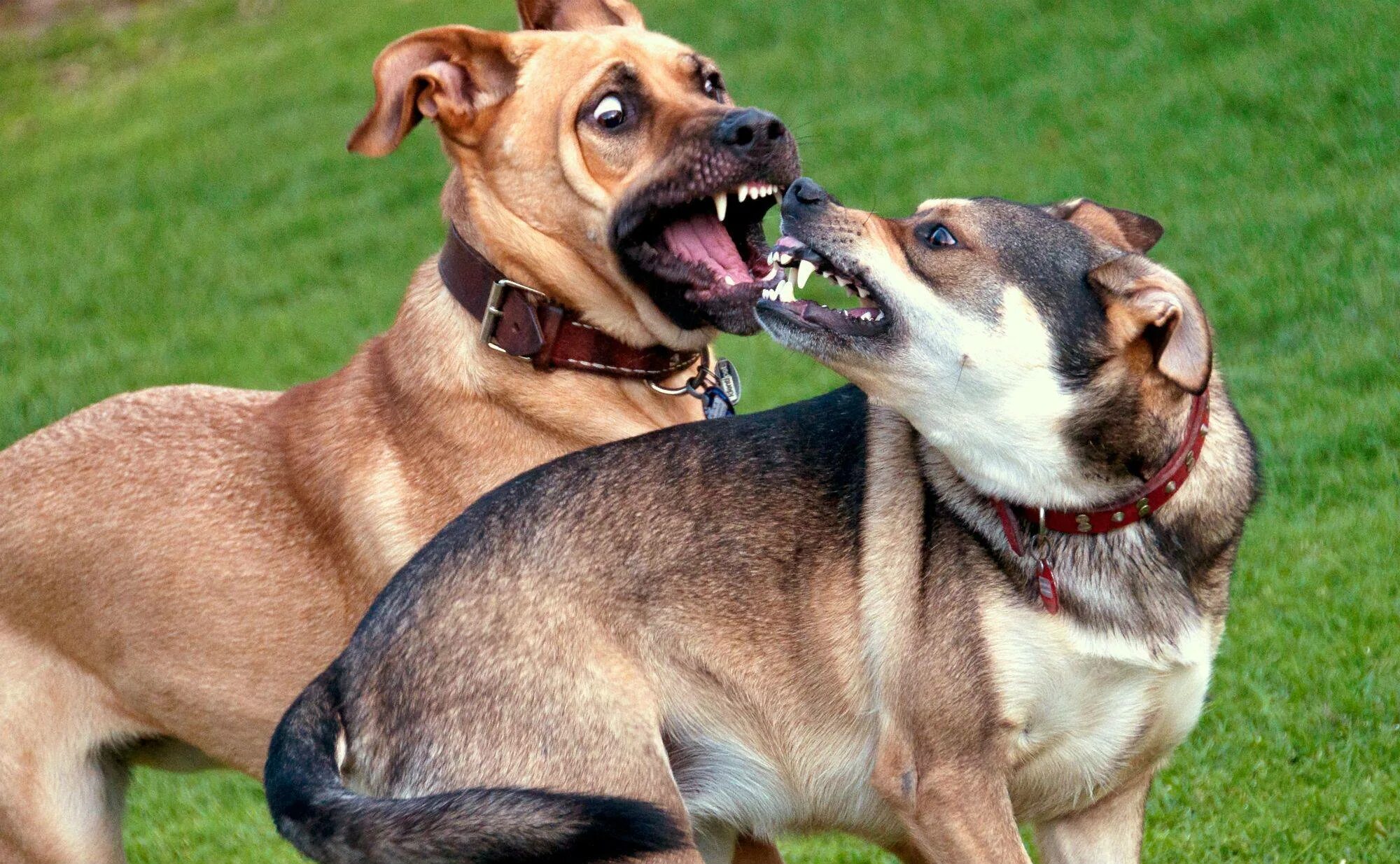 Dog c