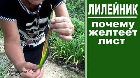 Почему желтеют листья люпина