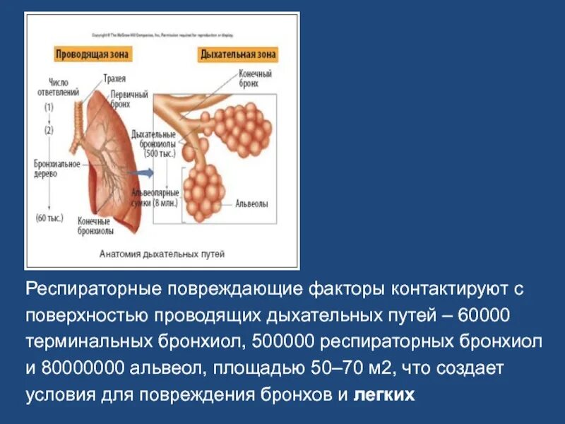 Аномалии органов дыхания. Патология органов дыхания. аномалия дыхательных путей. кожные покровы при патологии дыхательной системы. дыхательные пути альвеолы.