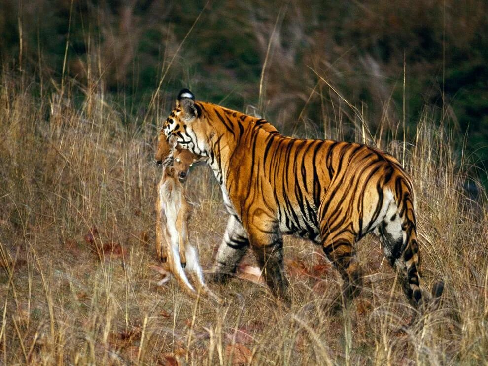 Тигр на охоте. Амурский (уссурийский) тигр. Tigers to hunt big animals. Амурский (уссурийский) тигр. Амурский тигр охотится.