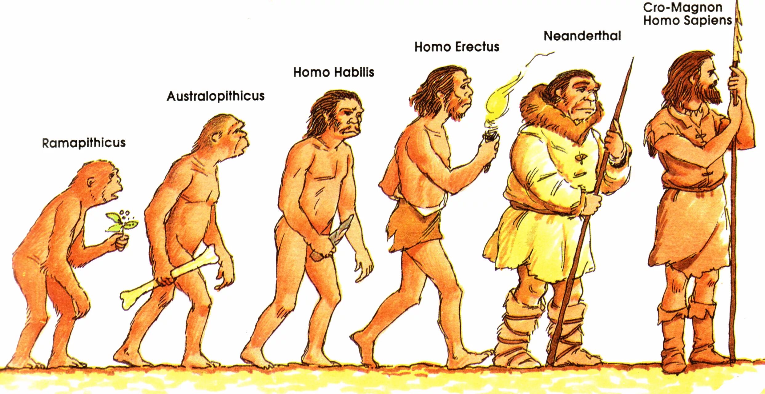 Эволюция человека хомо сапиенс. Человек разумный разумный homo sapiens sapiens. Эволюция человека неандерталец кроманьонец. Хомо сапиенс неандерталец кроманьонец.