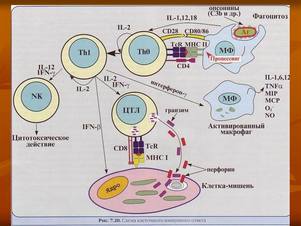 Клетки участвующие в иммунном ответе. Схема клеточного иммунного ответа. Схема клеточного иммунного ответа иммунология. Схема взаимодействия клеток в иммунном ответе. Схема гуморального иммунного ответа иммунология.