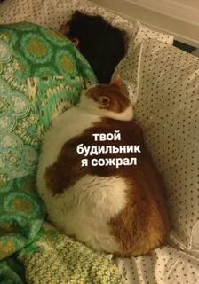 Твое спокойное я