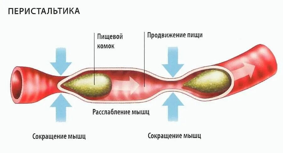 Движение пищи по пищеводу. Перистальтические сокращения кишечника. Перистальтические сокращения тонкого кишечника. Волнообразные сокращения стенки кишечника. Усиление перистальтики тонкого кишечника.