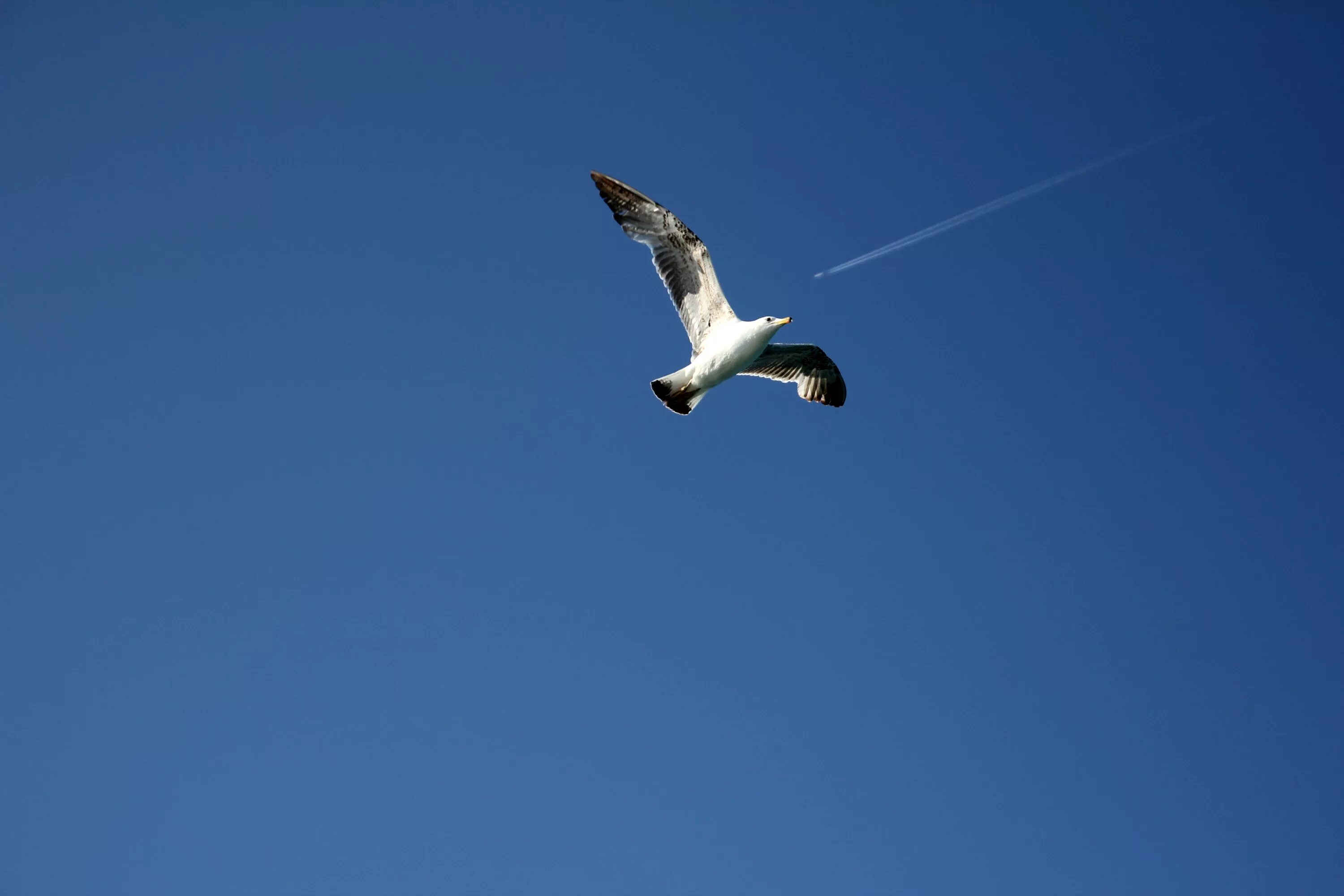 В небе парила перелетная птица я уходила. Пиксабай Чайка. Чайка летит. Птицы в небе. Чайки летят.