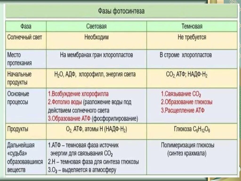 Энергетический обмен клетки тест. Метаболизм ЕГЭ. Метаболизм ЕГЭ презентация. Энергетический метаболизм схема ЕГЭ. Этапы энергетического обмена ЕГЭ.