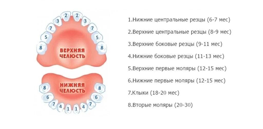 Через сколько вылазит зуб. Зубы у детей схема прорезывания постоянных зубов у детей. Порядок зубов молочных порядок прорезывания. Прорезаются зубы у грудничков схема. Схема прорезывания зубов 6 месяцев.