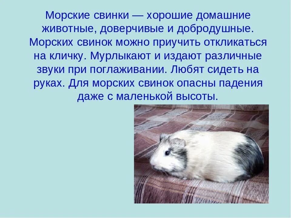 Морские свинки презентация. Проект про морских свинок. Сочинение морская свинка. Загадка про морскую свинку. Животные живого уголка.