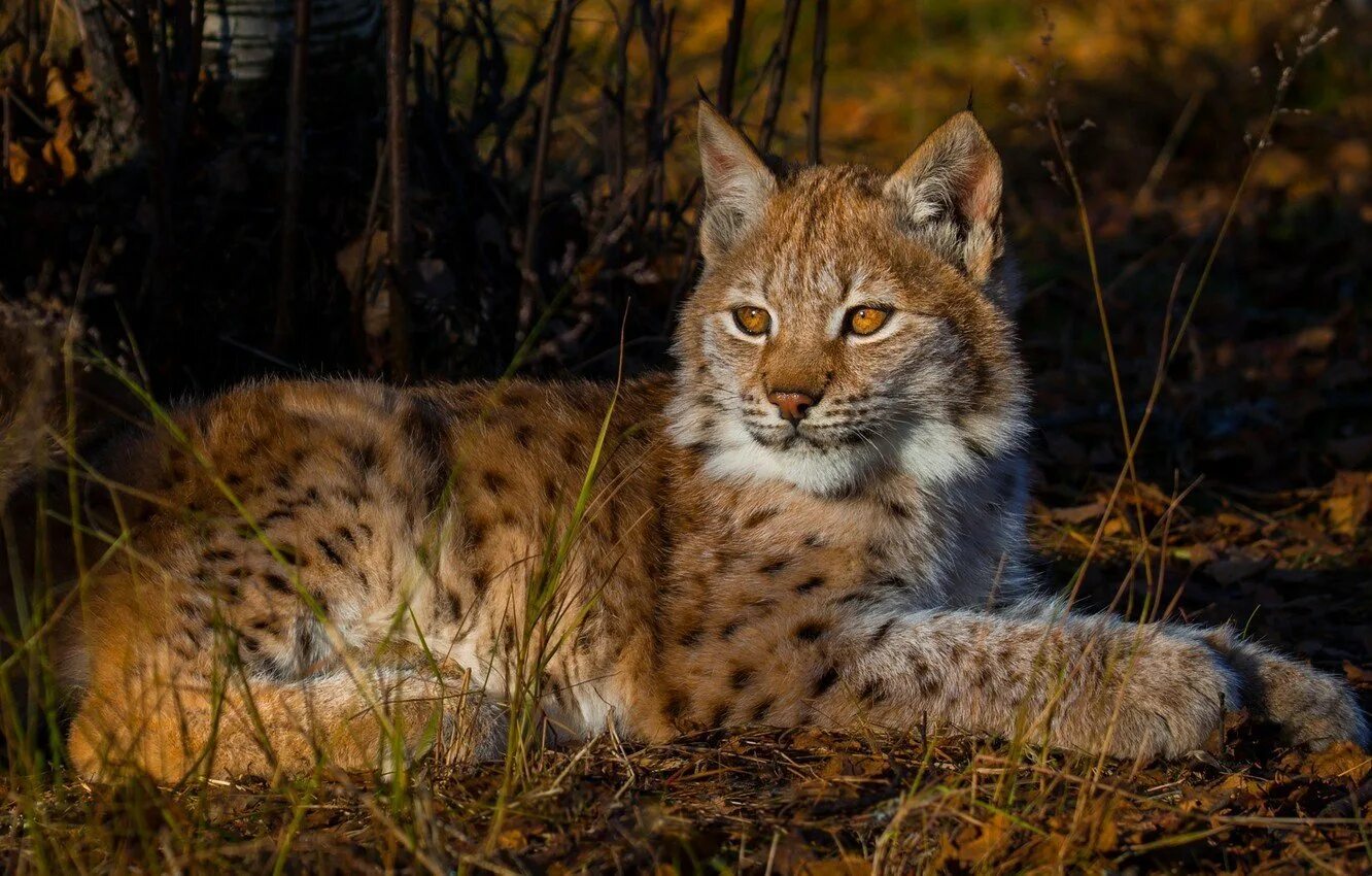 Рысь в беласовке. Обыкновенная Рысь. Рысь (Lynx Lynx) в дикой природе. Рысь Лесная кошка. Балканская Рысь.