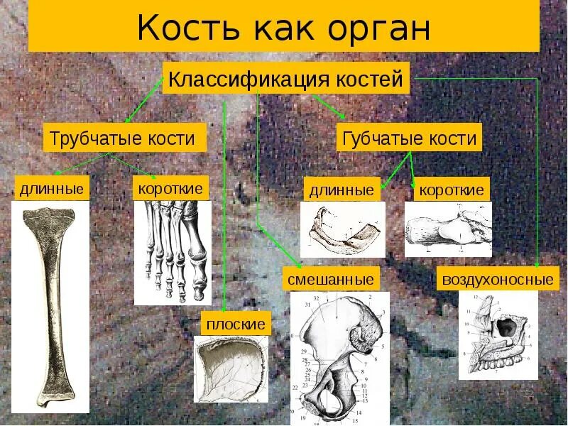 Рост губчатых костей. Кость классификация анатомия. Классификация кости как органа. Трубчатые губчатые плоские кости. Кости трубчатые губчатые плоские смешанные.