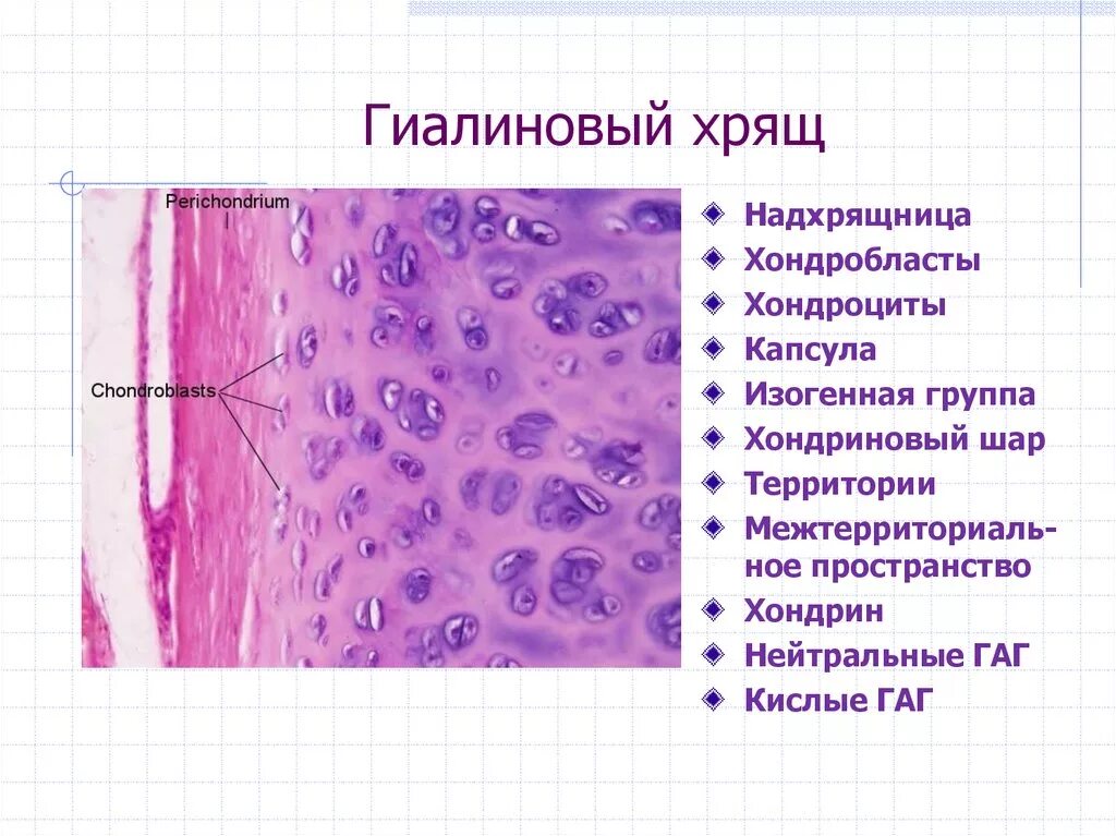 Изогенные группы. Гиалиновая хрящевая ткань гистология. Строение гиалинового хряща гистология. Гиалиновый стекловидный хрящ. Гиалиновая хрящевая ткань гистология препарат.