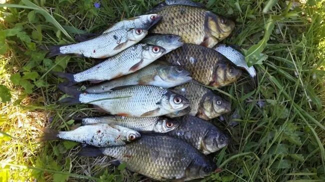 Обыкновенная плотва и чебак. Плотва карась. Карась плотва красноперка. Чебак и плотва. Красноперка речная малек.