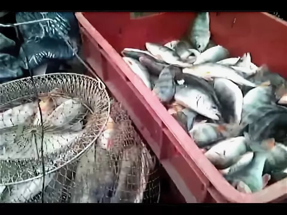 Сальскфишер. Веселовское водохранилище ростовская область. Клёвое место веселовский район. Рыбалка на маныче. Сальскфишер.