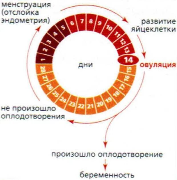 Возможно ли забеременеть во время