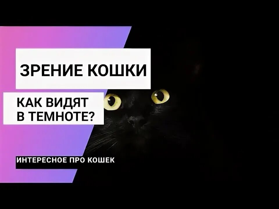 Почему кошка видит в темноте. Кошки видят в темноте. как видят кошки. как кошки видят людей в темноте.
