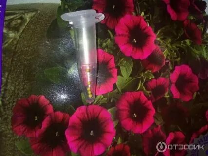 Шок вейв парпл тай