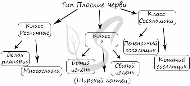 Тест черви егэ. Типы червей ЕГЭ. Циклы червей задания. Типы червей ЕГЭ биология. Черви ЕГЭ биология.