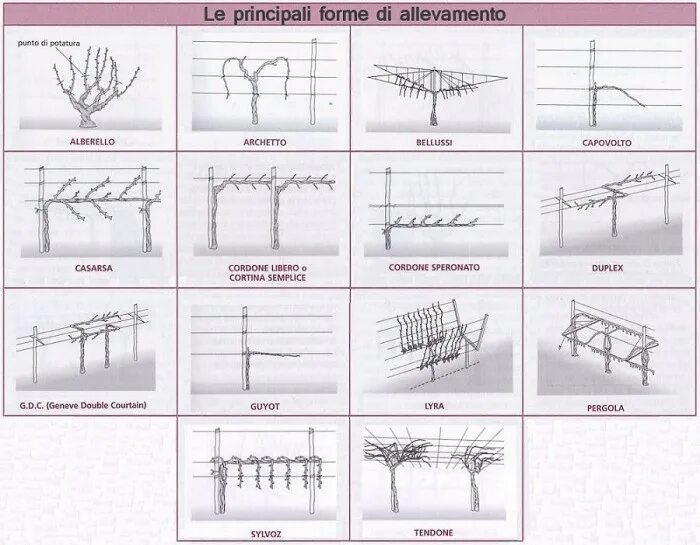 Vite example