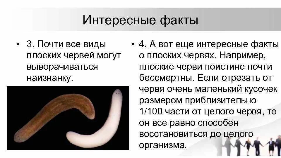 К группе плоских червей относится. Планария паразит. Интересные факты про плоских червей. Доклад о плоских червях 7 класс. Интересные факты про круглых червей-паразитов.