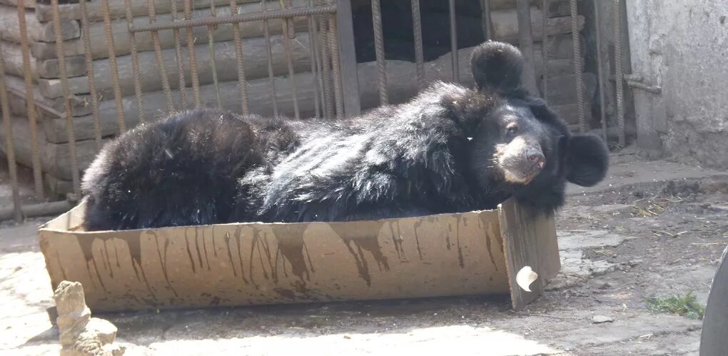 Отзыв о Большереченский зоопарк (Россия, пос. Большеречье) Общение с природой и 